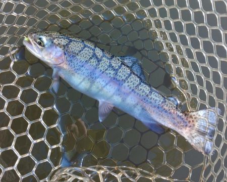 大安トラウトレイク釣果